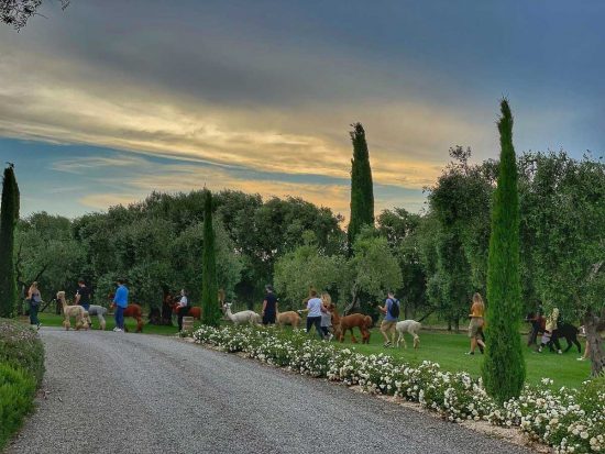 Piani degli Alpaca a a Tarquinia - Una passeggiata 