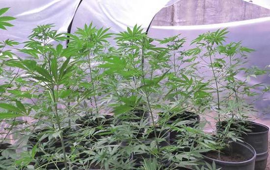 Viterbo - Coltivava 12 piante di marijuana in una serra