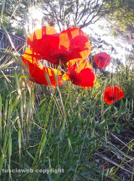 Schermata-2021-06-04-alle-19.58.46