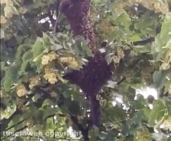 Viterbo - Sciami d'api