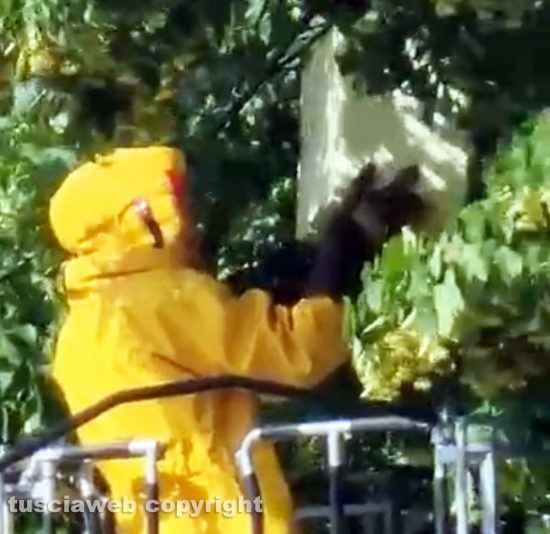 Viterbo - Apicoltori in via Garbini