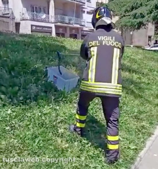 Viterbo - La cattura di un serpente al Sacrario