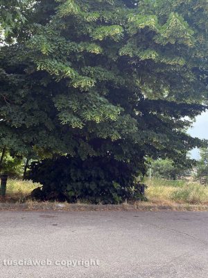 Viterbo - Via della Mazzetta 
