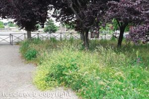 Viterbo - Erba alta al Parco di Porta di Valle