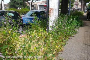 Viterbo - Erba alta alla stazione di Porta Romana