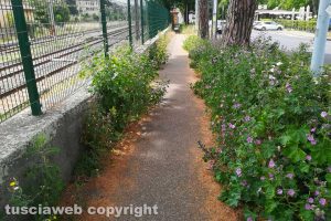Viterbo - Erba alta alla stazione di Porta Romana