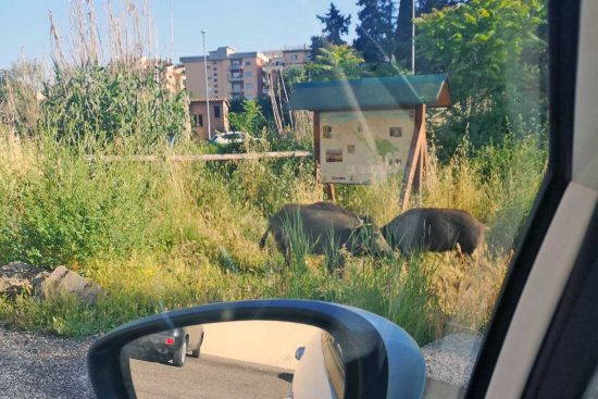 Viterbo - Cinghiali nelle vicinanze di via Genova