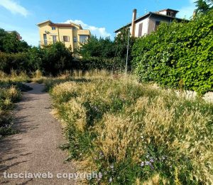 Viterbo - Erba alta nei giardini di via Ioppi