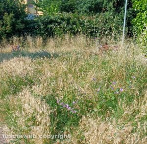Viterbo - Erba alta nei giardini di via Ioppi