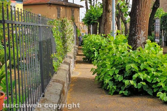 Viterbo - Incuria sul marciapiede di via Lorenzo da Viterbo