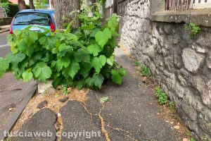 Viterbo - Incuria lungo viale IV Novembre