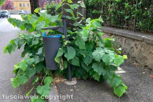 Viterbo - Incuria lungo viale IV Novembre