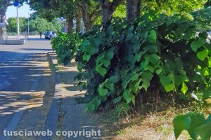 Viterbo - Incuria a Santa Barbara