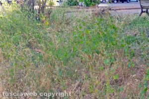 Viterbo - Incuria a Santa Barbara