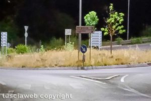 Viterbo - Cinghiali tra via Genova e via Belluno