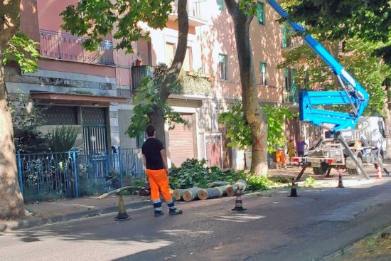 Taglio alberi sulla Teverina