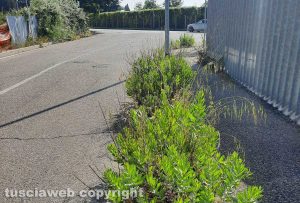 Viterbo - Erba alta al Riello