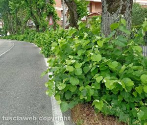 Viterbo - Erbacce nel tratto che va da via della Mazzetta a via Settembrini