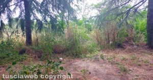 Viterbo - Via Giuseppe Ricci