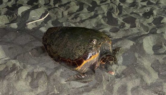 Caretta caretta a Ostia