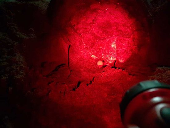 Caretta caretta a Ostia