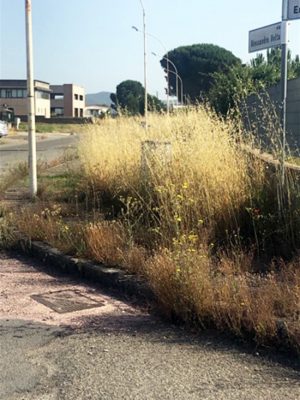 Acquapendente - Erbacce alla zona industriale di Campo Morino
