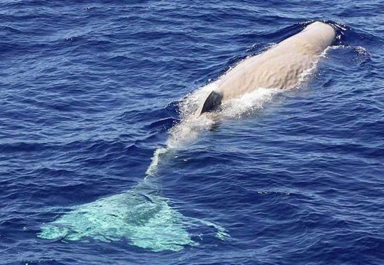 Un capodoglio bianco