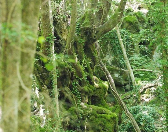 La selva del Lamone