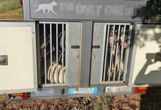 Contigliano - Sequestrati 15 cani segugio