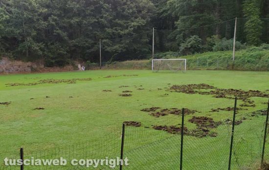 Vetralla - I danni fatti dai cinghiali al campo sportivo "L. Nagni"