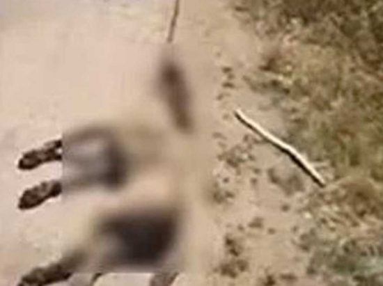 Mazara del Vallo - Il cane ucciso e trascinato con un furgone