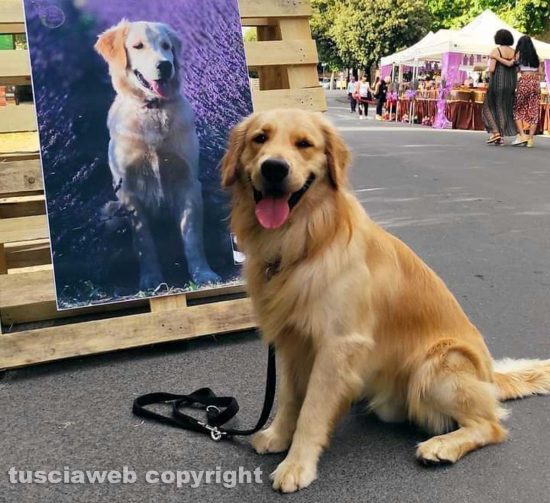 Tuscania - Rio alla festa della lavanda