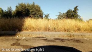 Viterbo - Erba alta in via del Pinturicchio