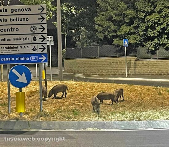 Viterbo - Cinghiali alla rotatoria in via Genova
