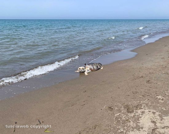 Tarquinia - Carcassa di tartaruga spiaggiata