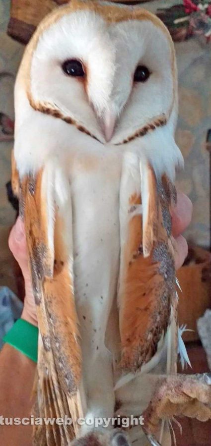 Tuscania - Barbagianni ferito e curato 