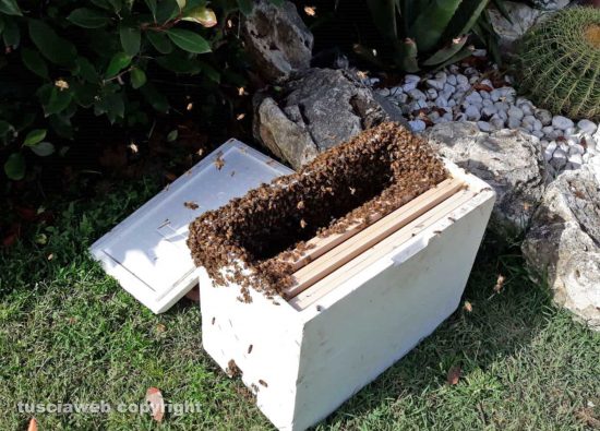 Corchiano - Sciamatura tardiva di api