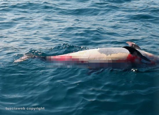 Tarquinia - Trovato un delfino morto in acqua 