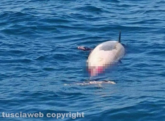 Tarquinia - Trovato un delfino morto in acqua
