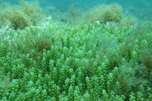Caulerpa - Torre Guaceto