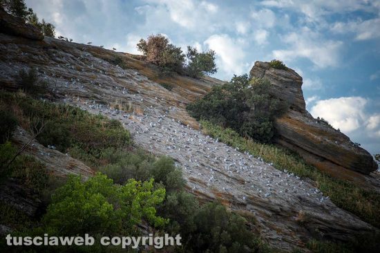 Le Isole sul Lago...