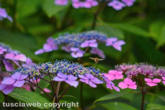 Un insetto in volo sui fiori