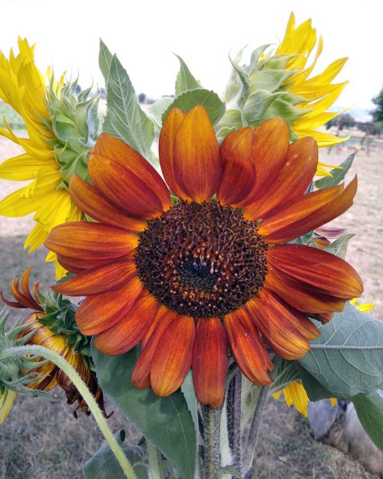 Girasoli
