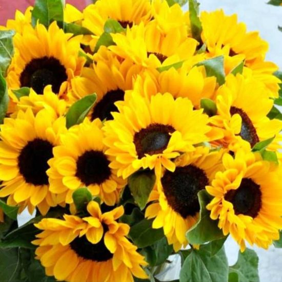 Girasoli