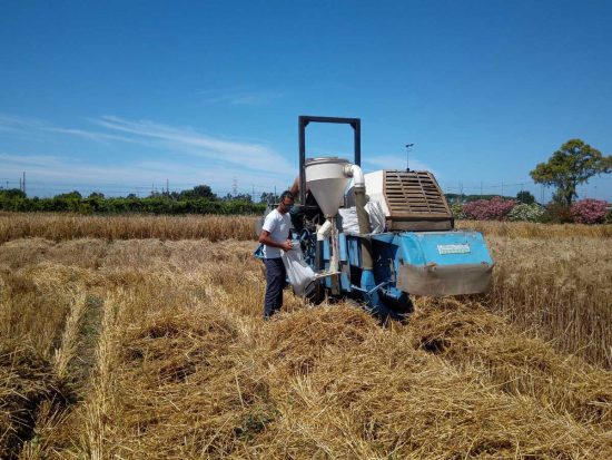 Tarquinia - Concluse le operazioni di trebbiatura 