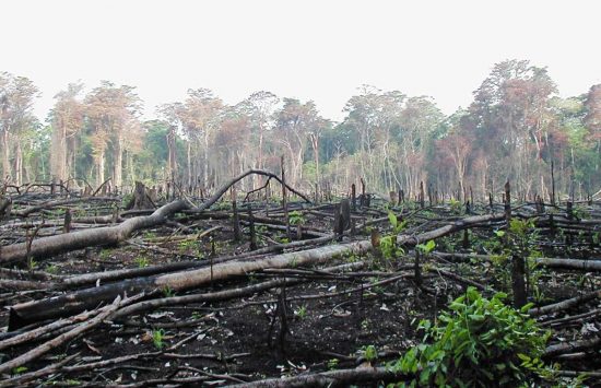 Deforestazione