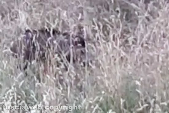 Cinghiale tra via Soriano e via Cima