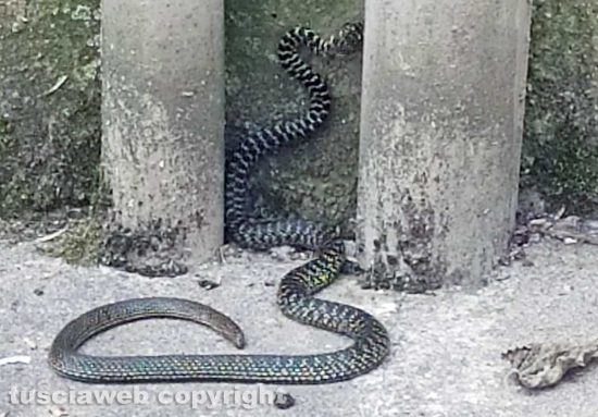 Schermata-2021-07-08-alle-20.21.48