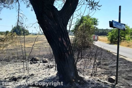 Bagnoregio - Incendio in strada Campolungo