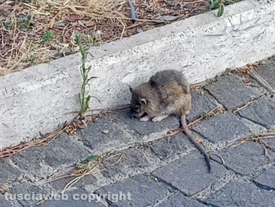 Viterbo - Il topo del Sacrario